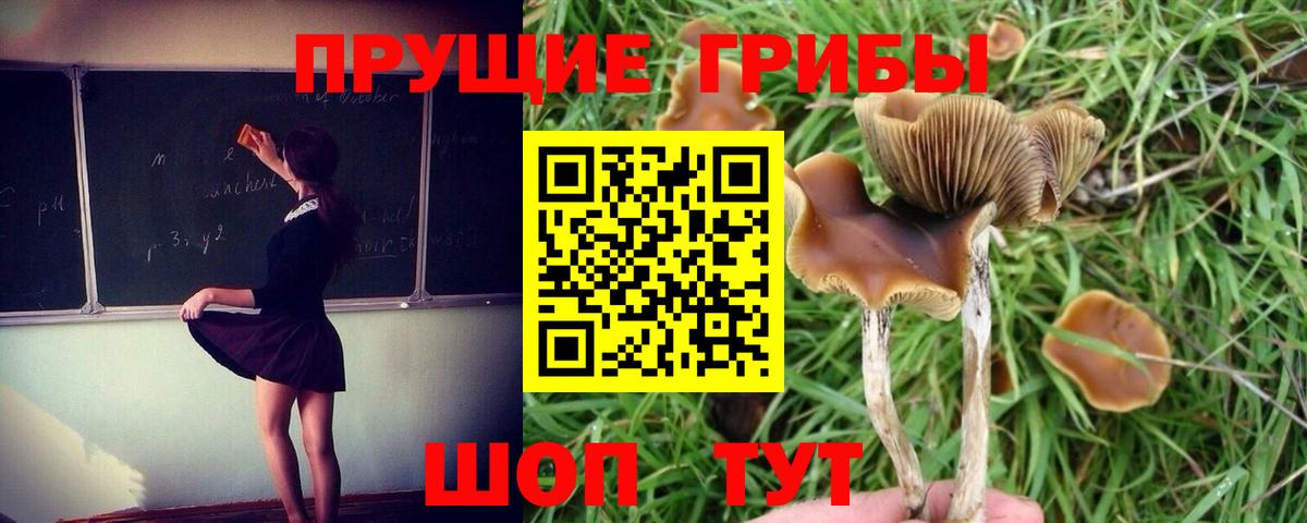Псилоцибиновые грибы GOLDEN TEACHER Строитель